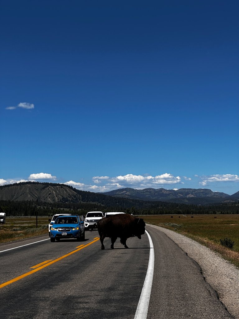 Buffalo on the road